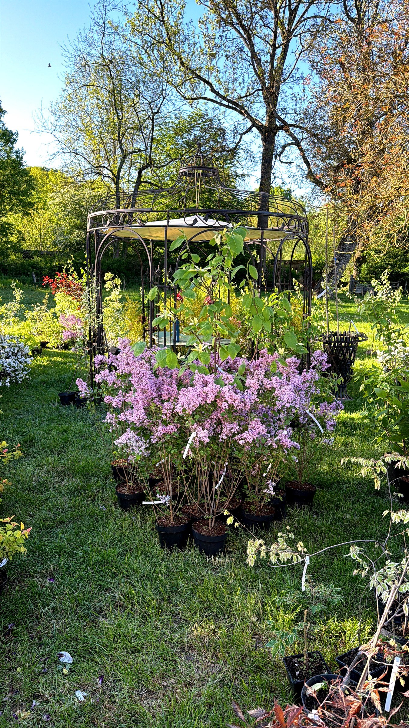 Gloriette en fer forge dans un jardin signe HD Paysage