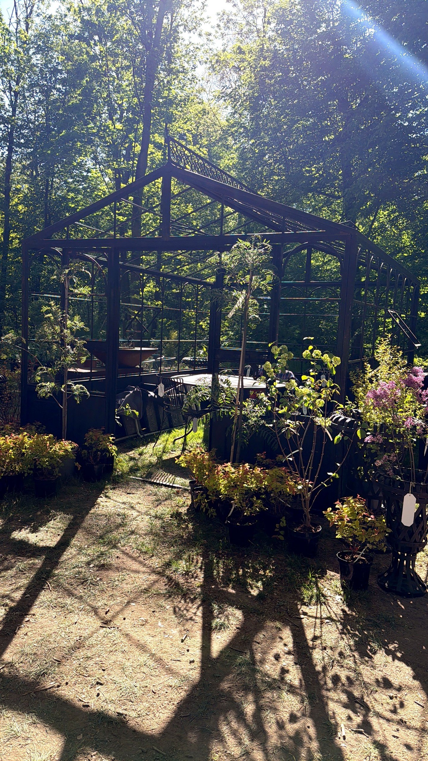 Serre en fer forgé garnie de plantes, orangerie pour l'hivernage des agrumes