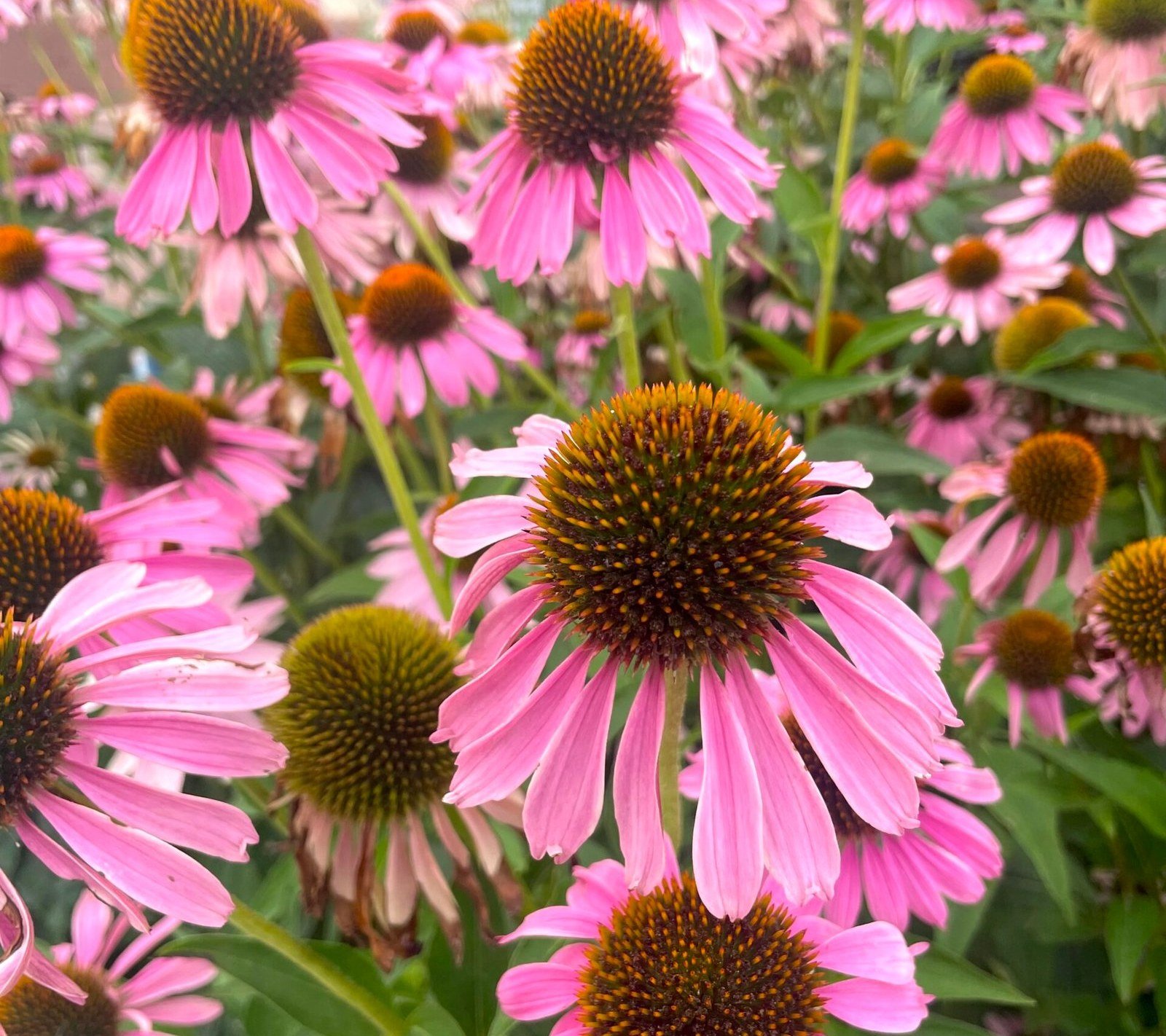 Massif d'échinacées pourpres en fleur, couleurs vives d'un jardin naturel — HD Paysage